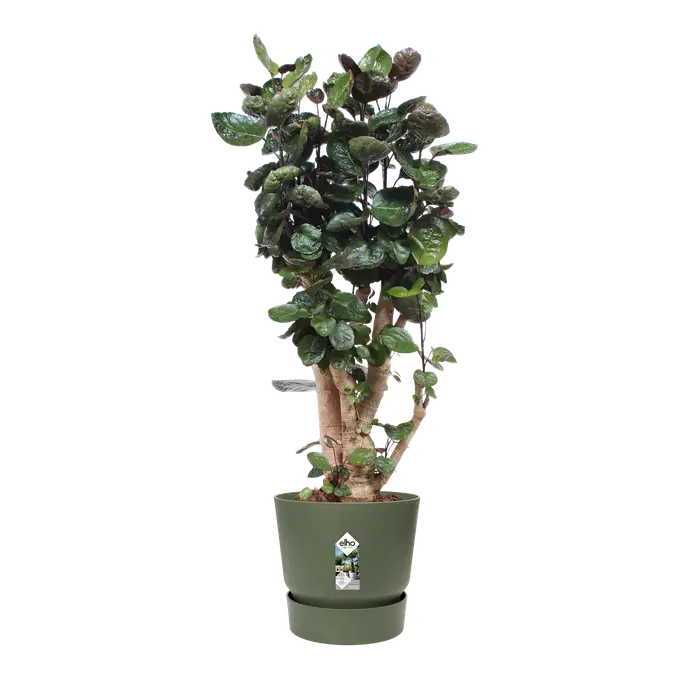 Elho Greenville Rond 40 Bloempot Blad Groen | Retourdeal 50%